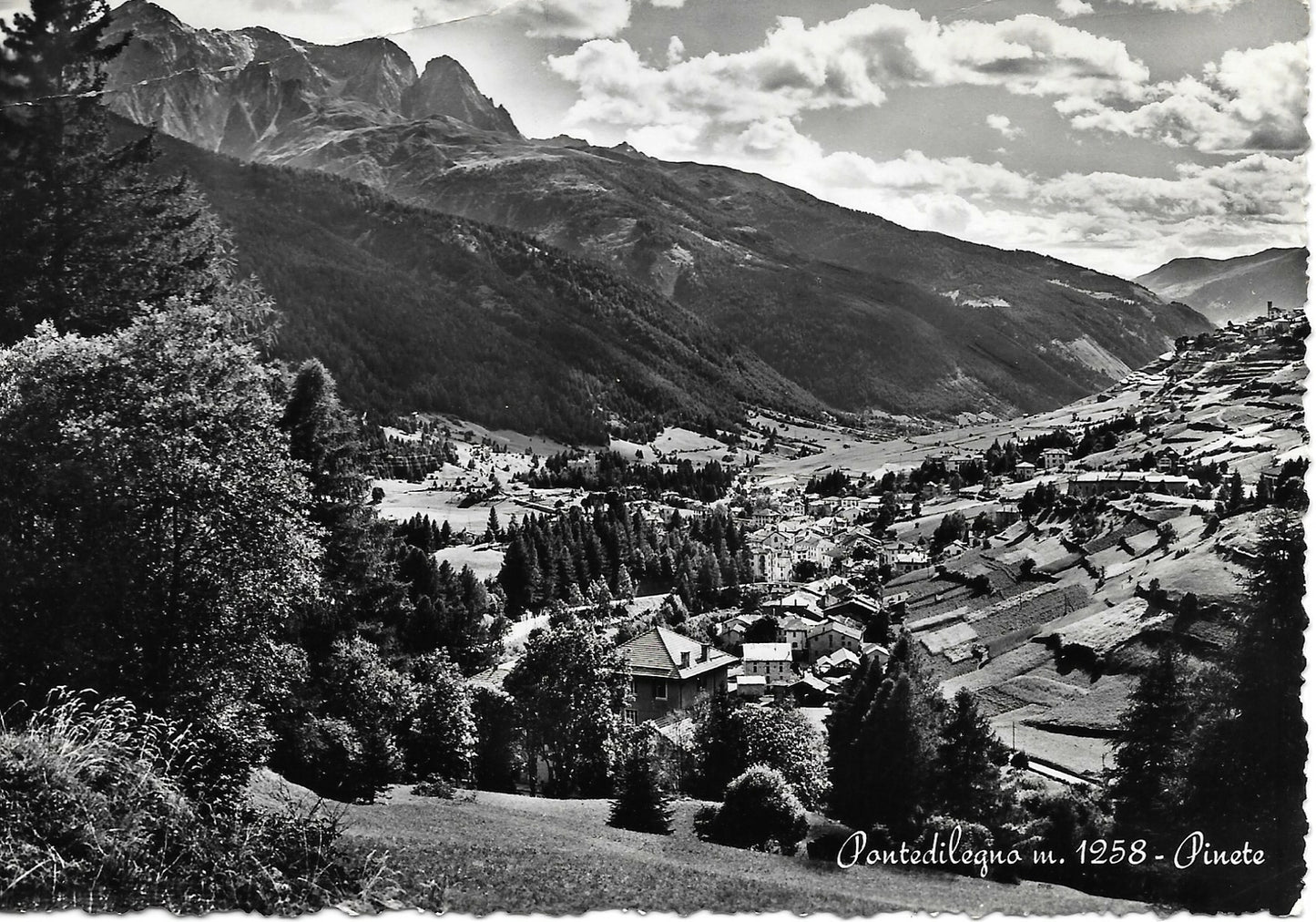 PONTEDILEGNO - PINETE - NV