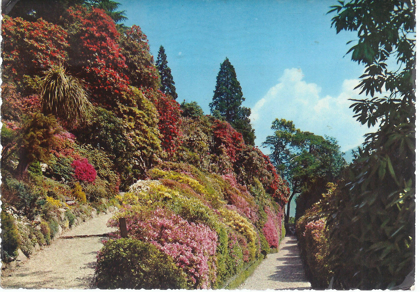LAGO DI COMO - VILLA CARLOTTA - AZALEE IN FIORE - V 1969 - F