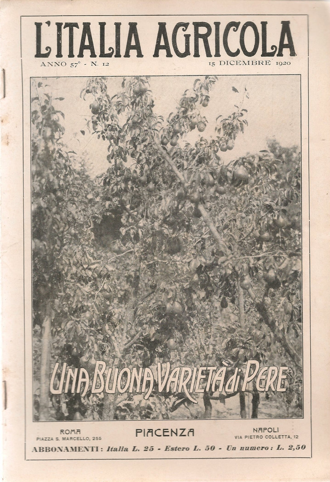 L'ITALIA AGRICOLA 15 DICEMBRE 1920 - UNA BUONA VARIETA' DI PERE