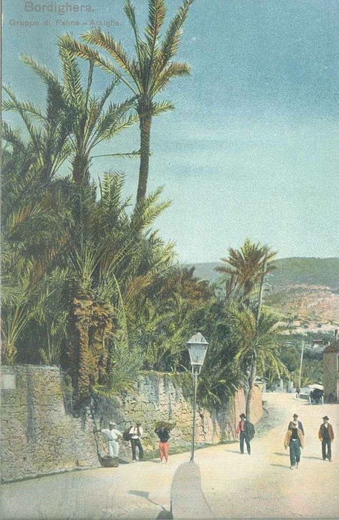 BORDIGHERA - GRUPPO DI PALME - ARZIGLIA - NV - COLORATA