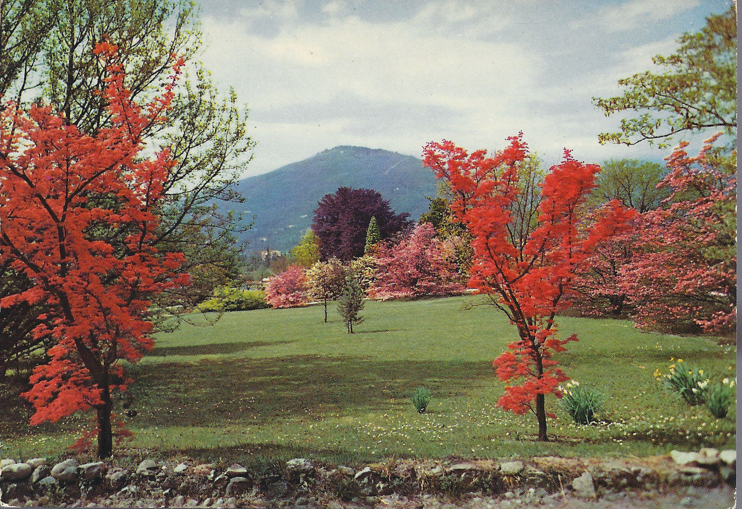 VERBANIA PALLANZA - GIARDINI BOTANICI DI VILLA TARANTO - NV