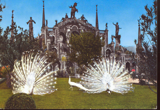 ISOLA BELLA - GIARDINO CON PAVONI - V1963