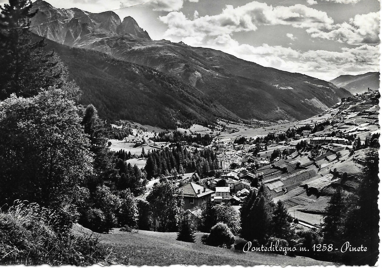 PONTEDILEGNO - PINETE - NV