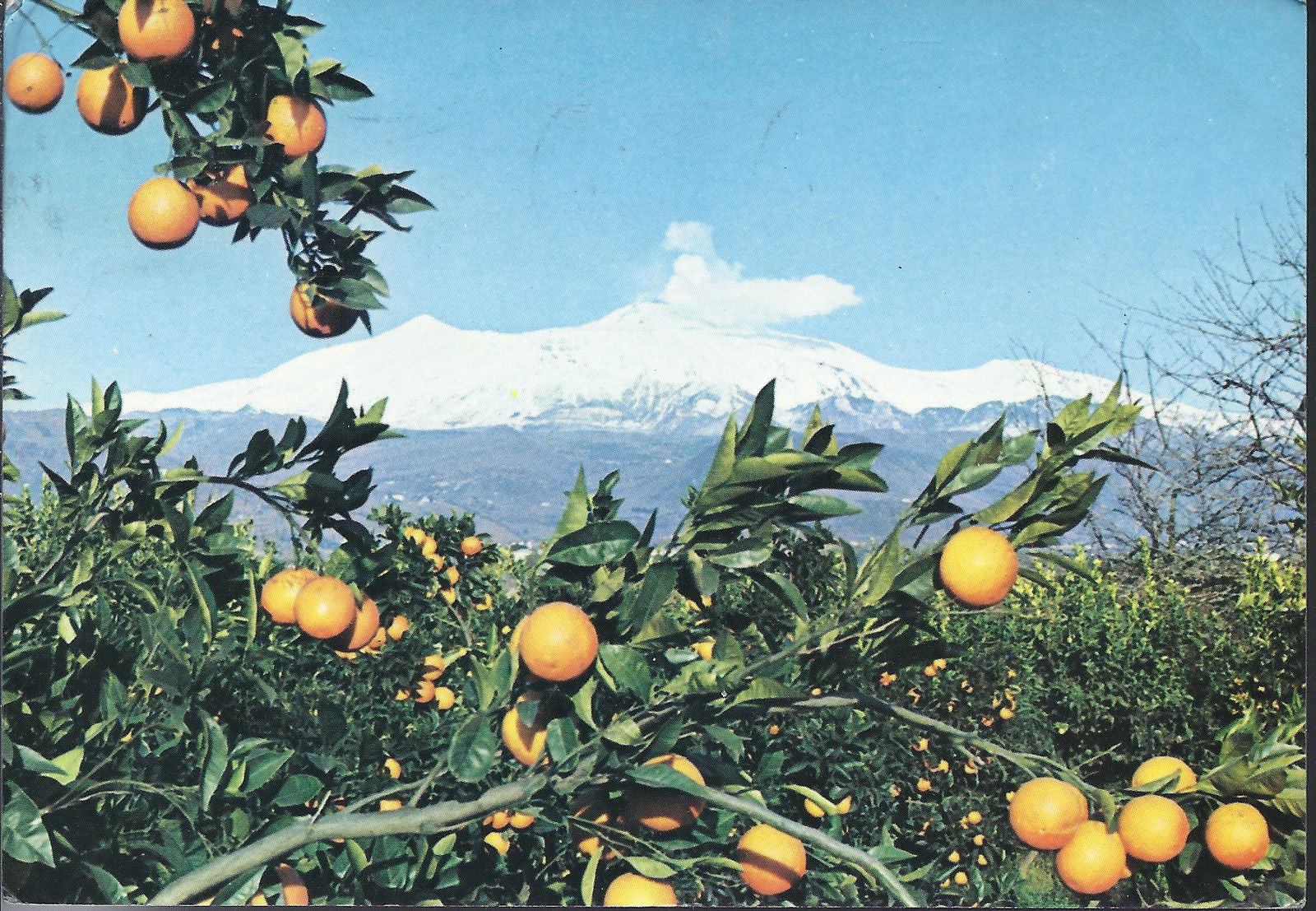 CATANIA - ARANCI E NEVE SULL'ETNA - V1970