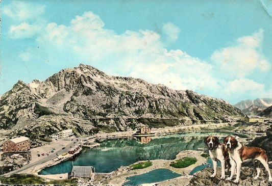 GRAN SAN BERNARDO - ACQUARELLATA - V
