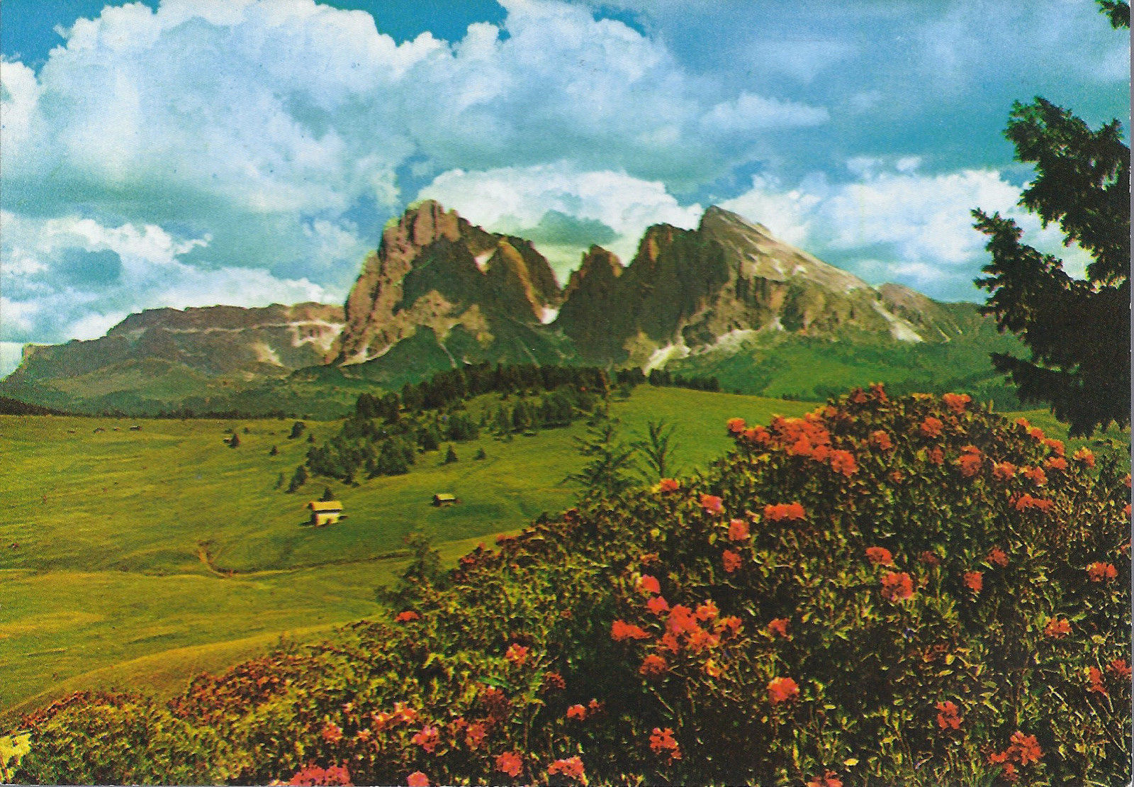 DOLOMITI - IL SASSOLUNGO - LANGKOFEL - NV