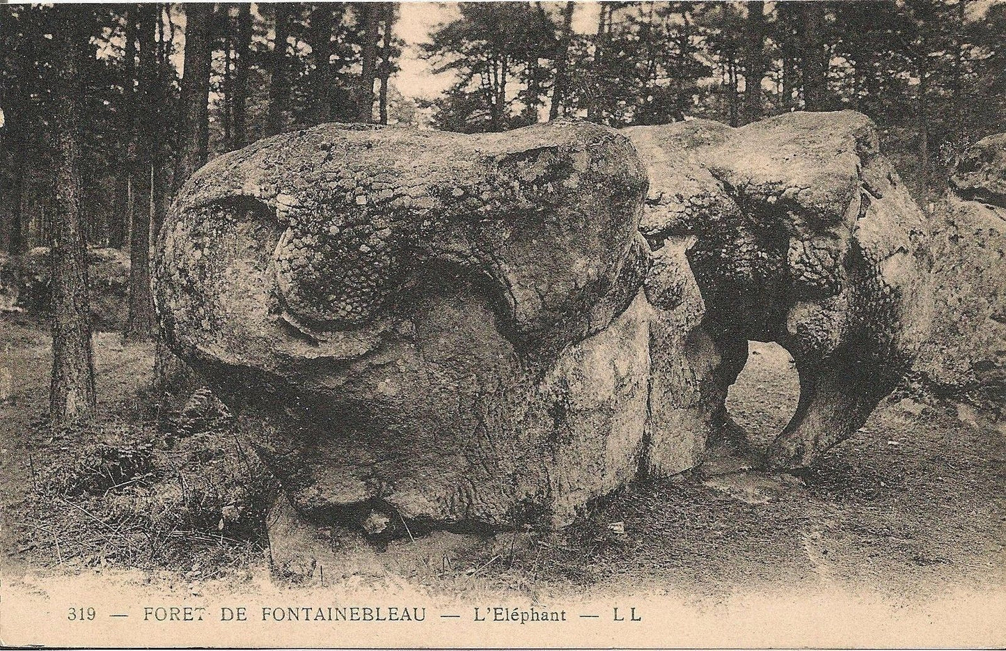 FORET DE FONTAINEBLEAU - L'ELEPHANT - NV