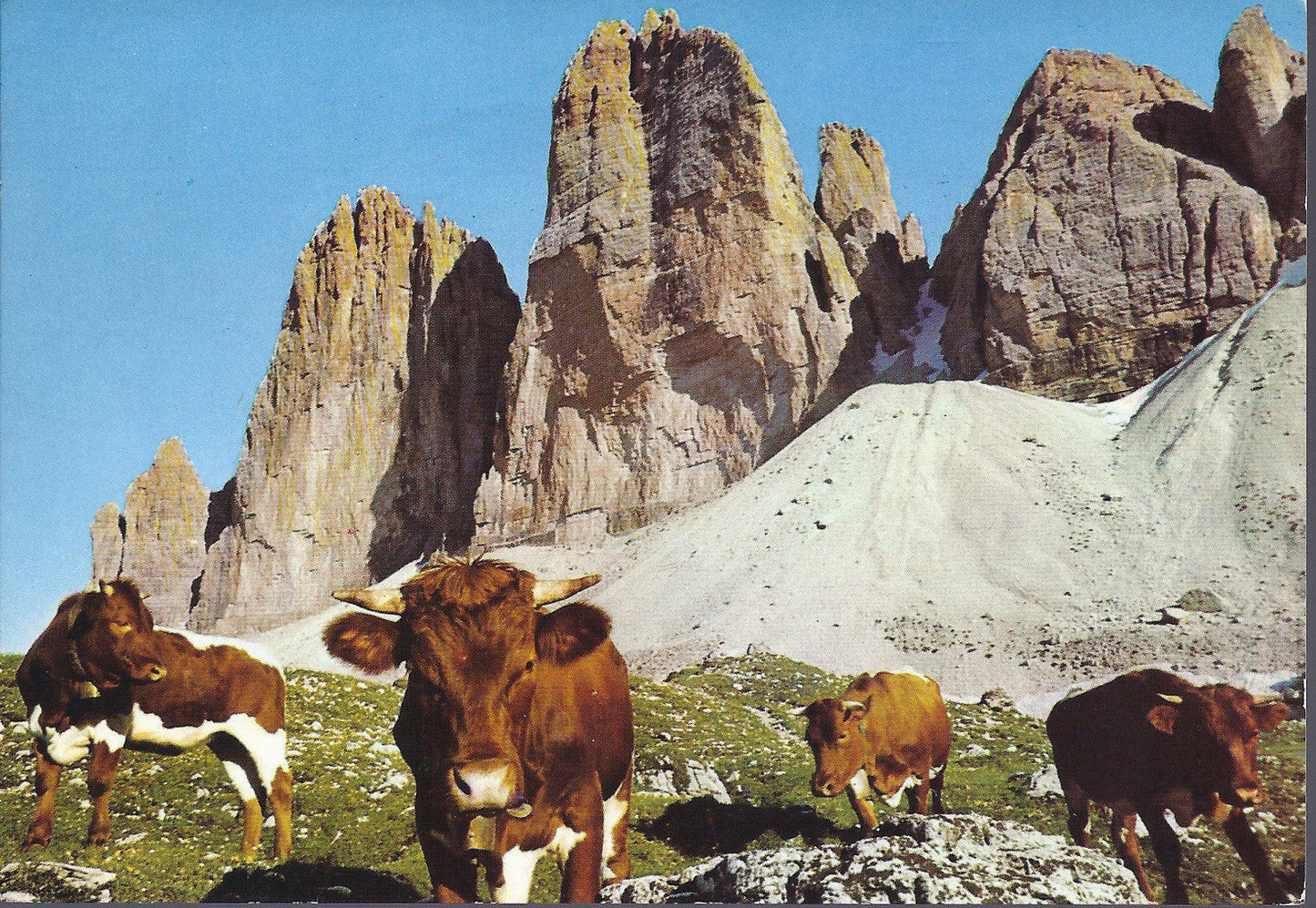 TRE CIME DI LAVAREDO - ANIMALI AL PASCOLO - V1972