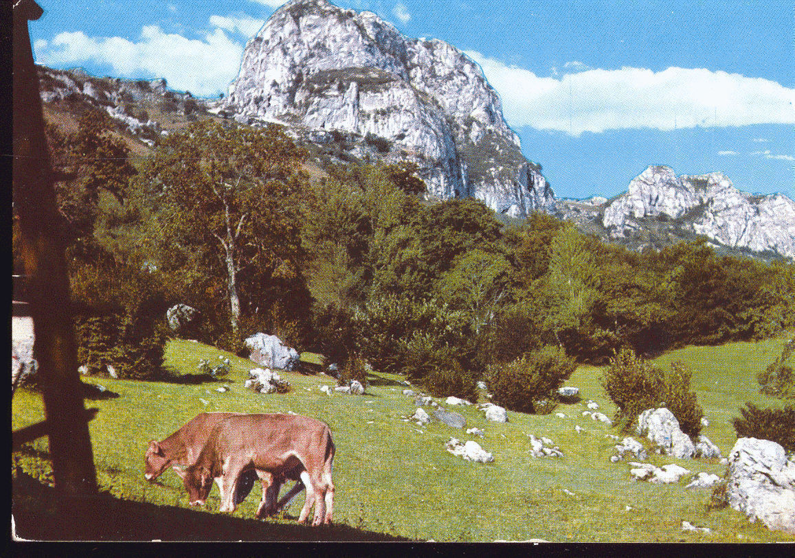 CORNI DI CANZO - V1966