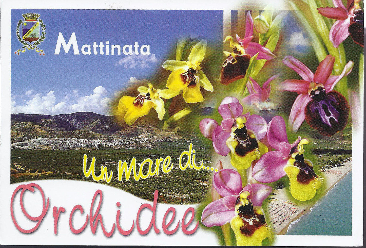 MATTINATA - UN MARE DI... ORCHIDEE - V 2004 - FG
