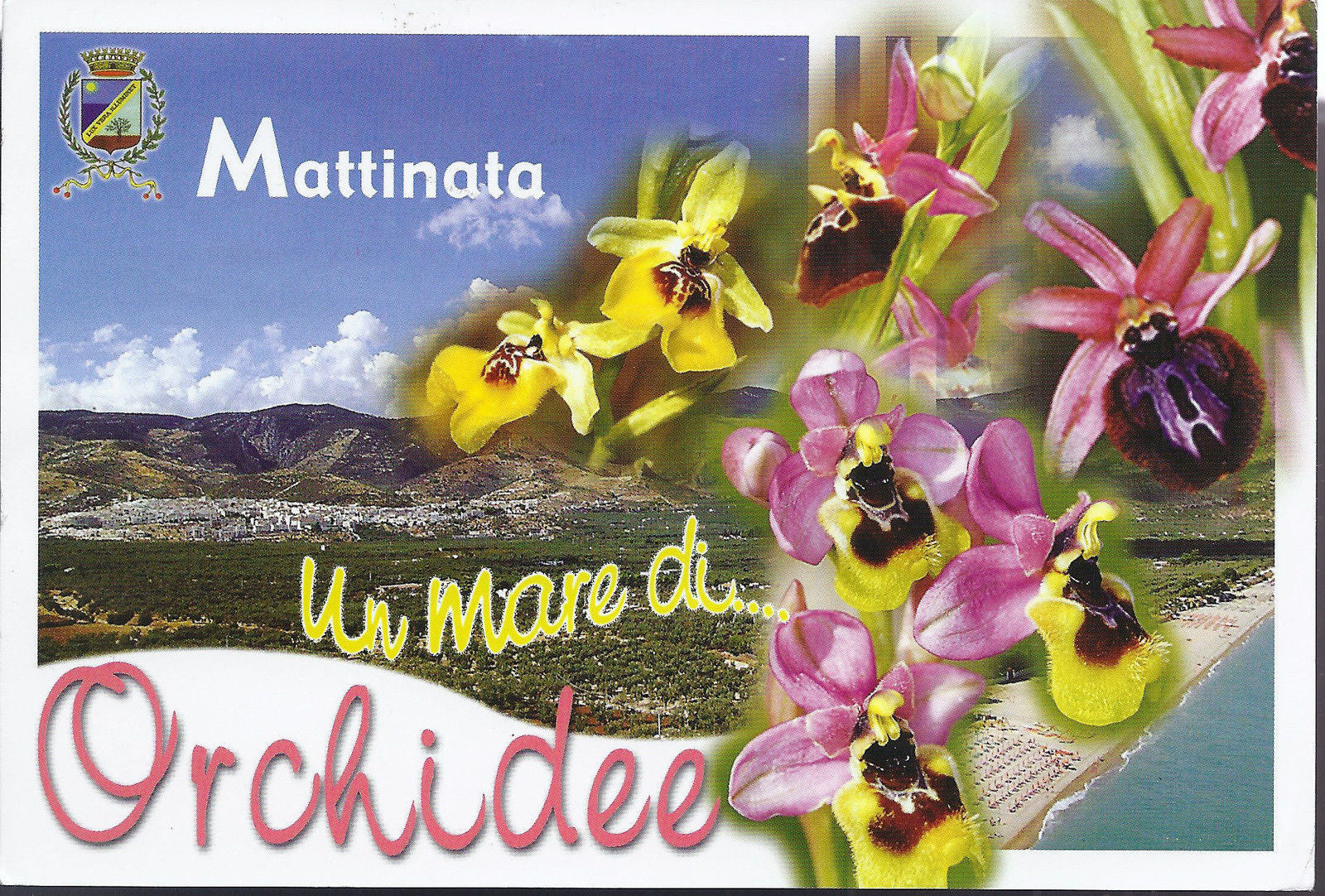 MATTINATA - UN MARE DI... ORCHIDEE - V 2004 - FG