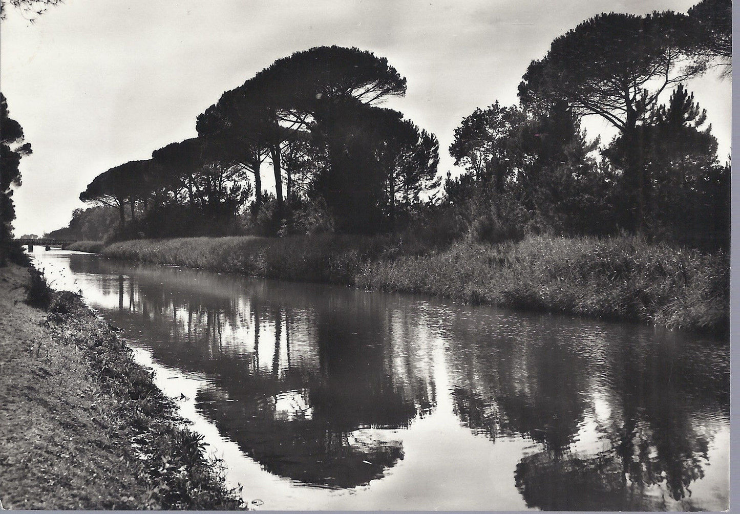 RAVENNA - PINETA - NV - FG - Ediz. E.S.  1956
