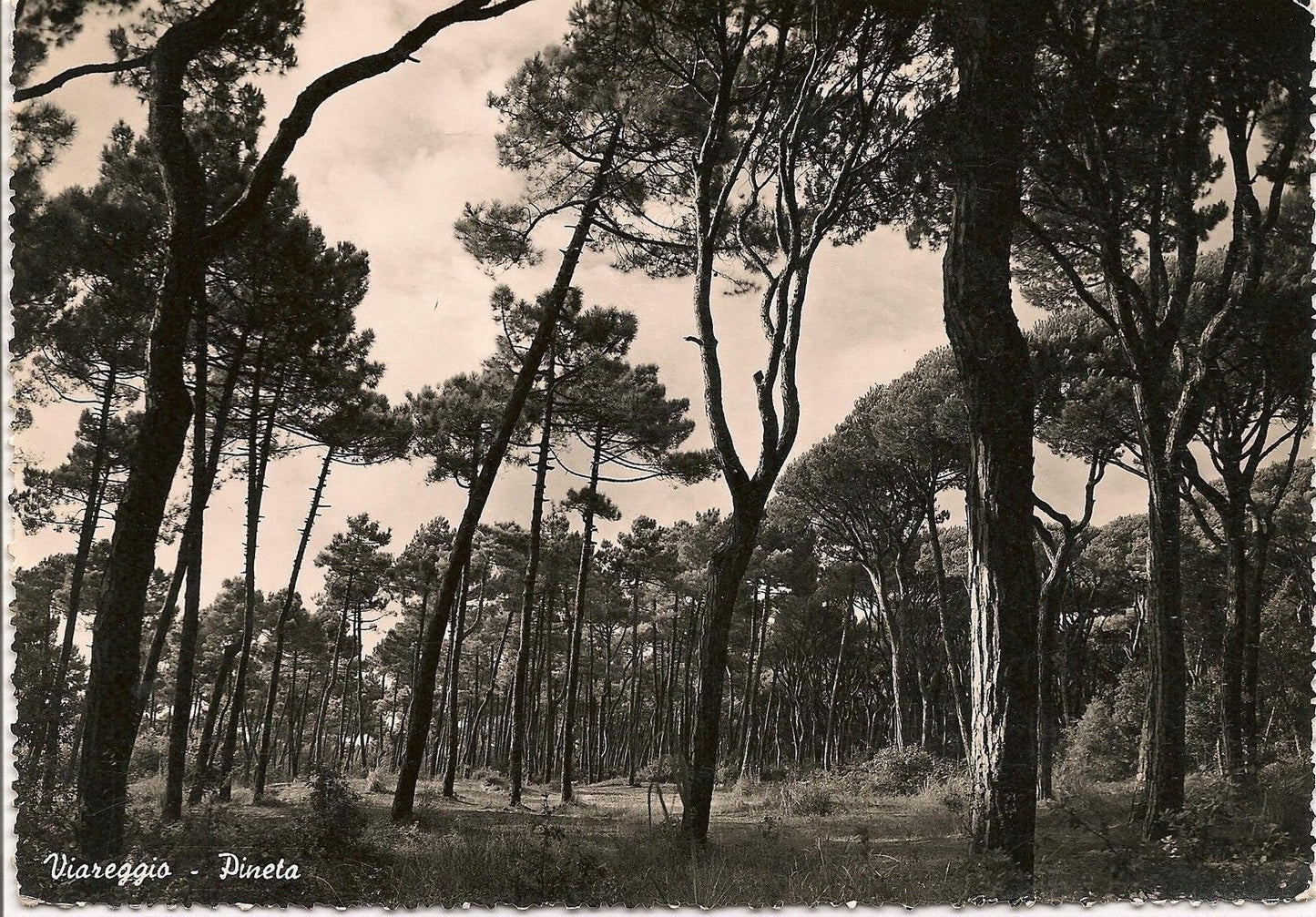 VIAREGGIO - PINETA - V