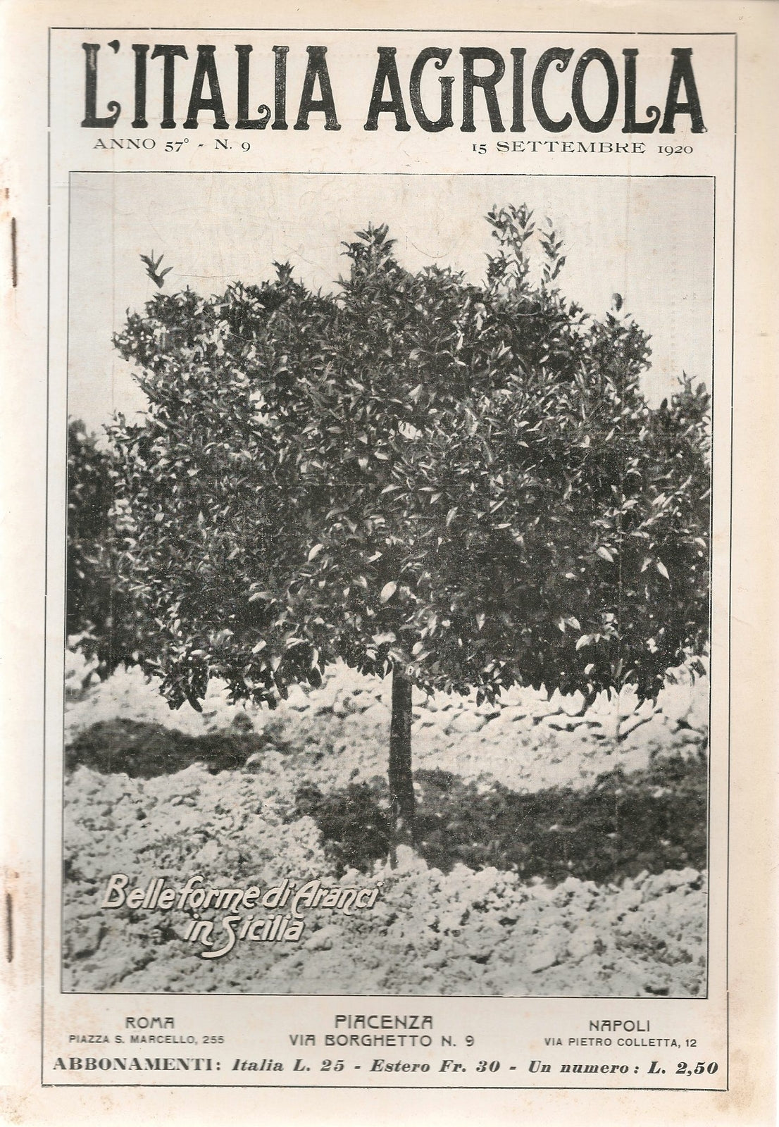 L'ITALIA AGRICOLA 15 SETTEMBRE 1920 - BELLEFORME DI ARANCI IN SICILIA