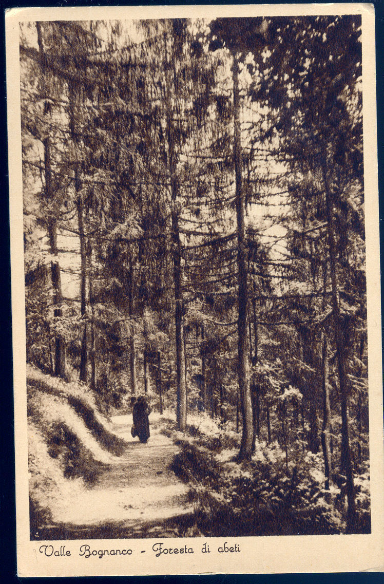 BOGNANCO - VALLE - FORESTA DI ABETI - NV