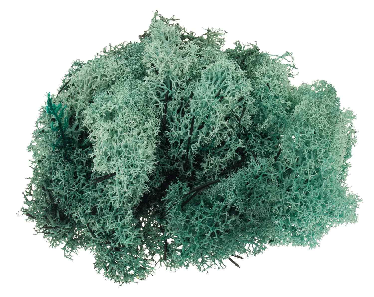 MUSCHIO VERDE SALVIA TIPO ISLANDA IN CONF. DA 50 GR