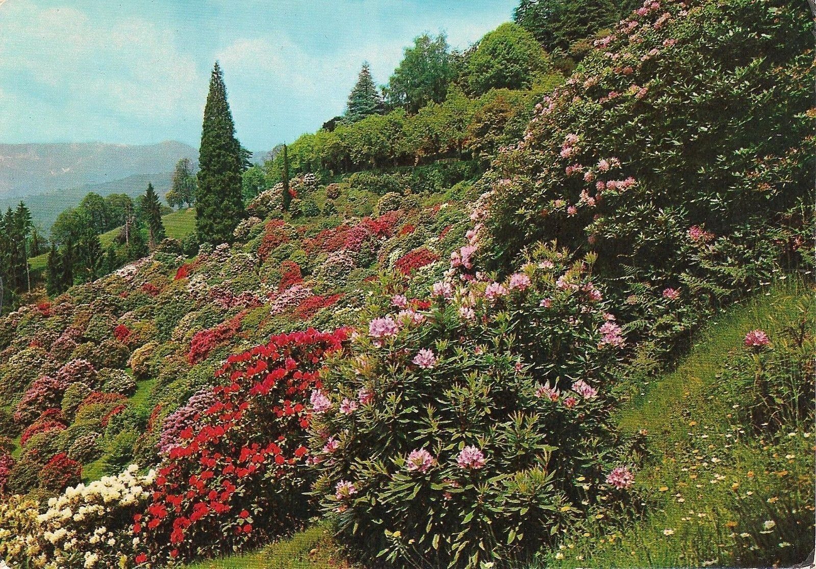 LAGO MAGGIORE - ISOLA BELLA - GIARDINI E TERRAZZE - V-ANNI S