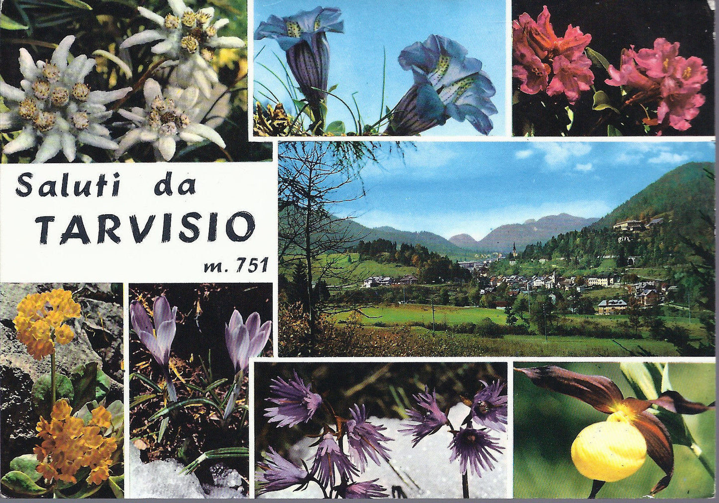 TARVISIO - SALUTI - VEDUTA E FIORI - NV