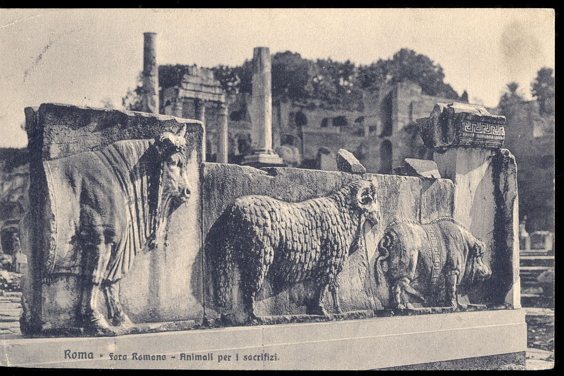 ROMA - FORO ROMANO - ANIMALI PER I SACRIFIZI - V1916