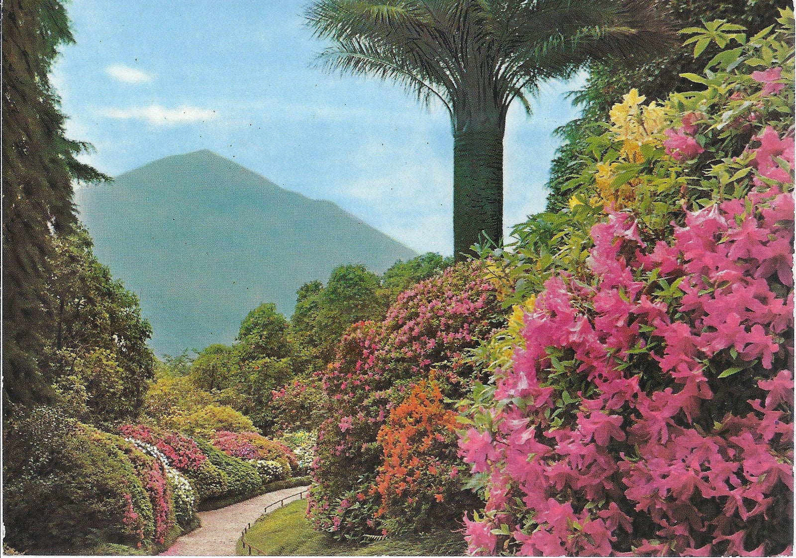 LAGO DI COMO - FIORITURA DI AZALEE NEL PARCO DI VILLA CARLOT