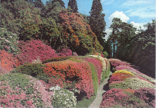 LAGO DI COMO - VILLA CARLOTTA - AZALEE FIORITE - NV