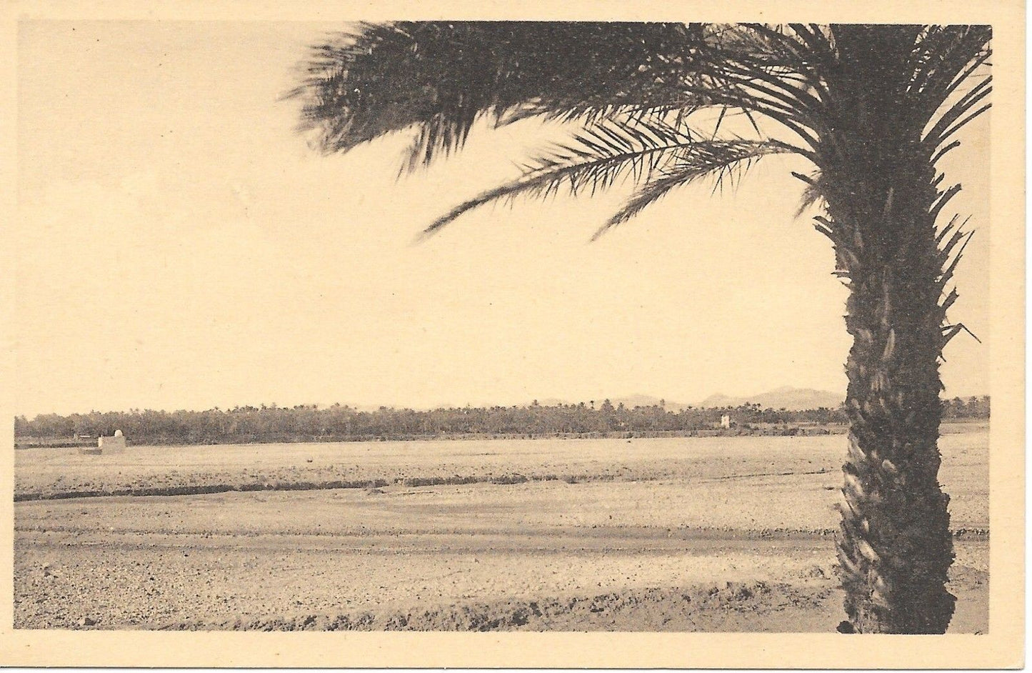 BISKRA - EL KHELOUA - " LE SOLITAIRE " - ALGERIA -