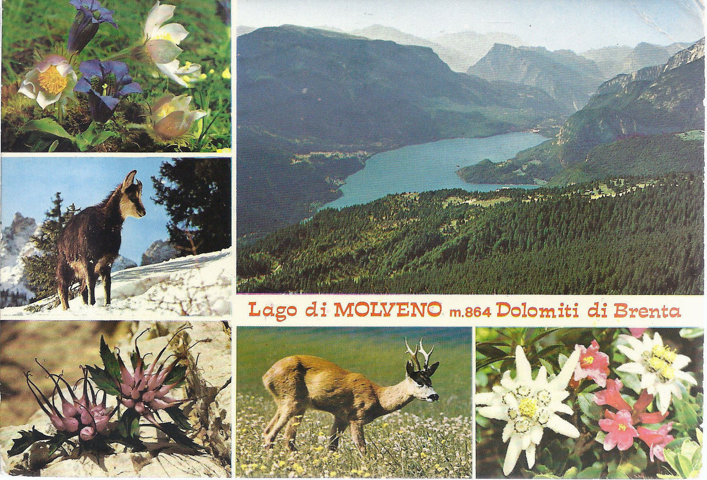 LAGO DI MOLVENO - DOLOMITI DI BRENTA - V 1976 - FG