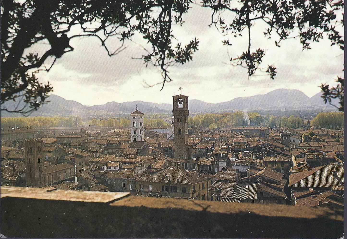 LUCCA - VEDUTA DELLA TORRE GUINIGI - NV