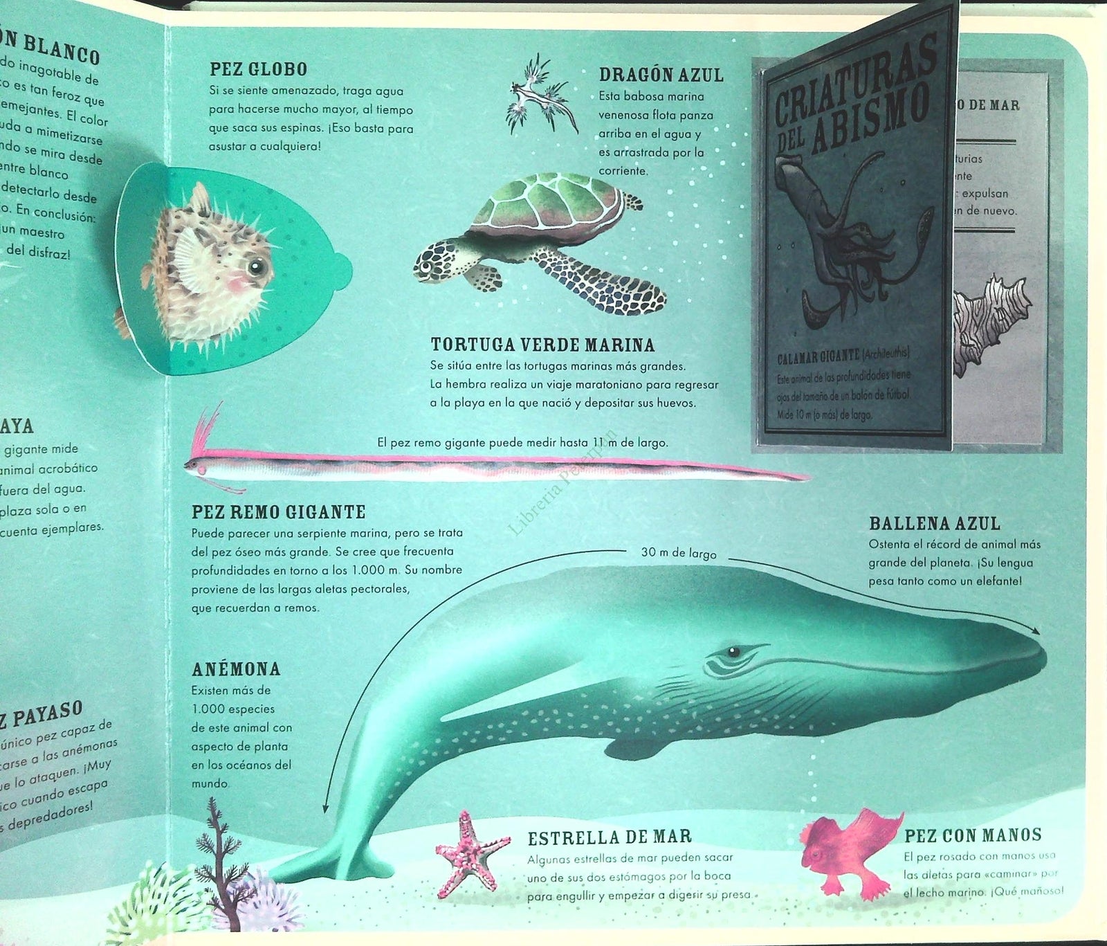 FAUNA - HANNAH PANG-UN ATLAS INTERACTIVO DE LOS ANIMALES - SPANISH TEXT - OUTLET