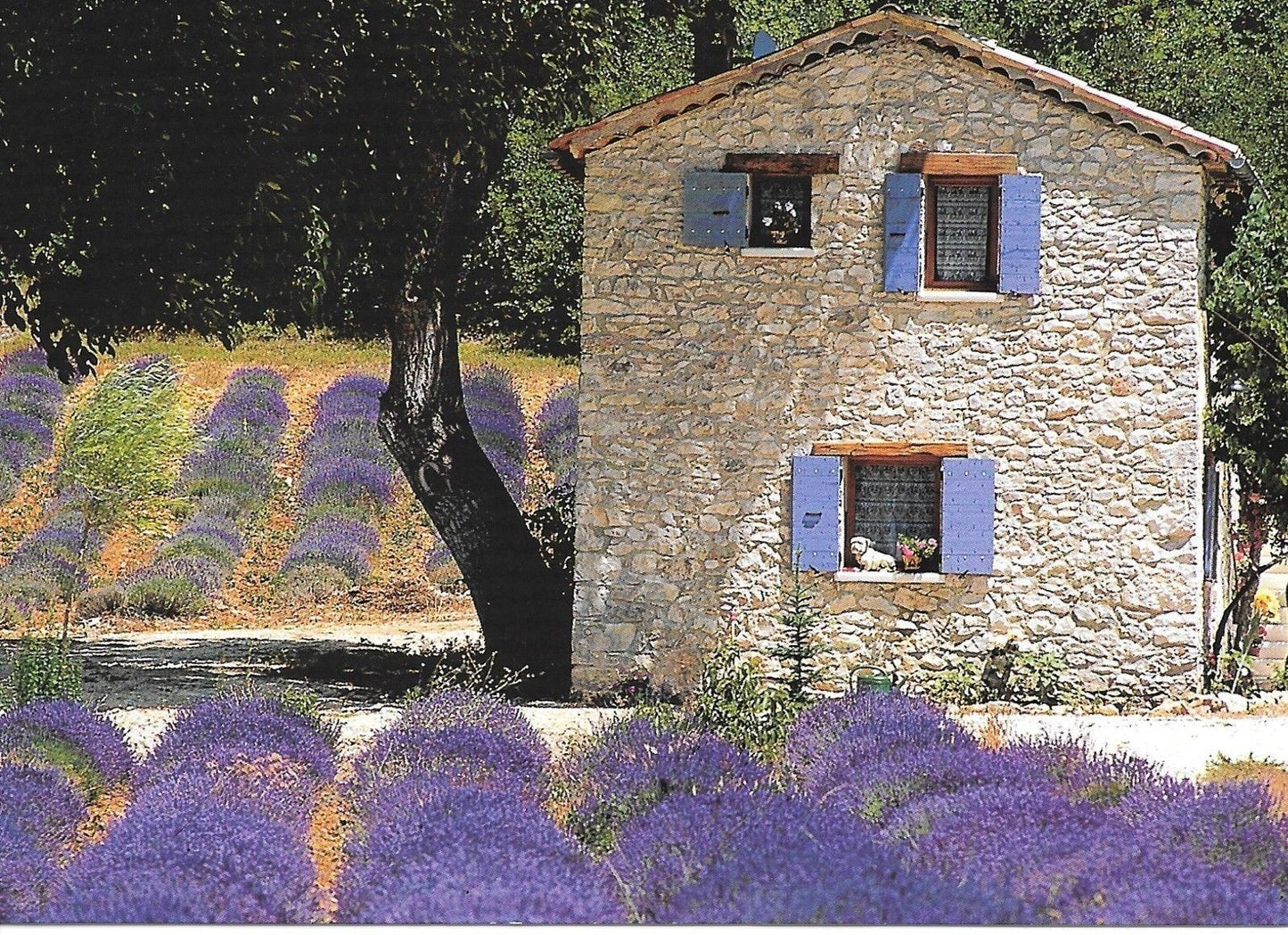IMMAGINI DI PROVENZA/IMAGEDE PROVENCE - NV