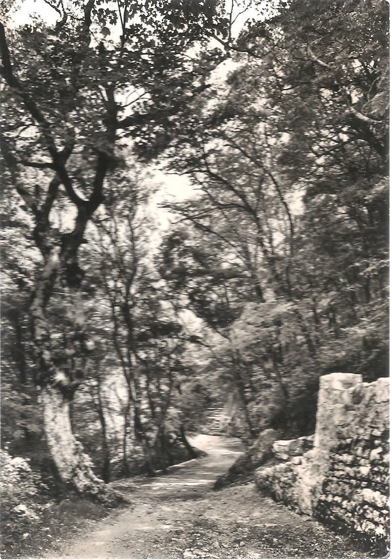 ASSISI - EREMO DELLE CARCERI - PASSEGGIATA DI S. FRANCESCO -