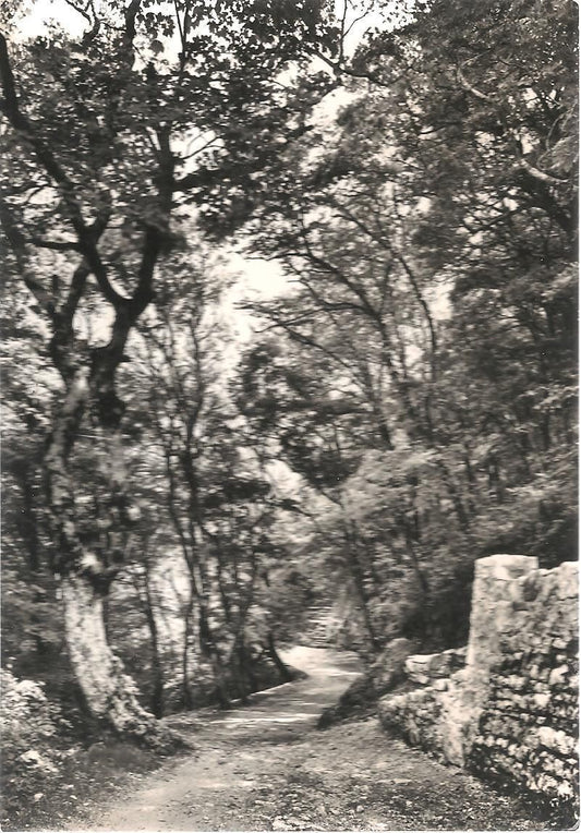 ASSISI - EREMO DELLE CARCERI - PASSEGGIATA DI S. FRANCESCO -