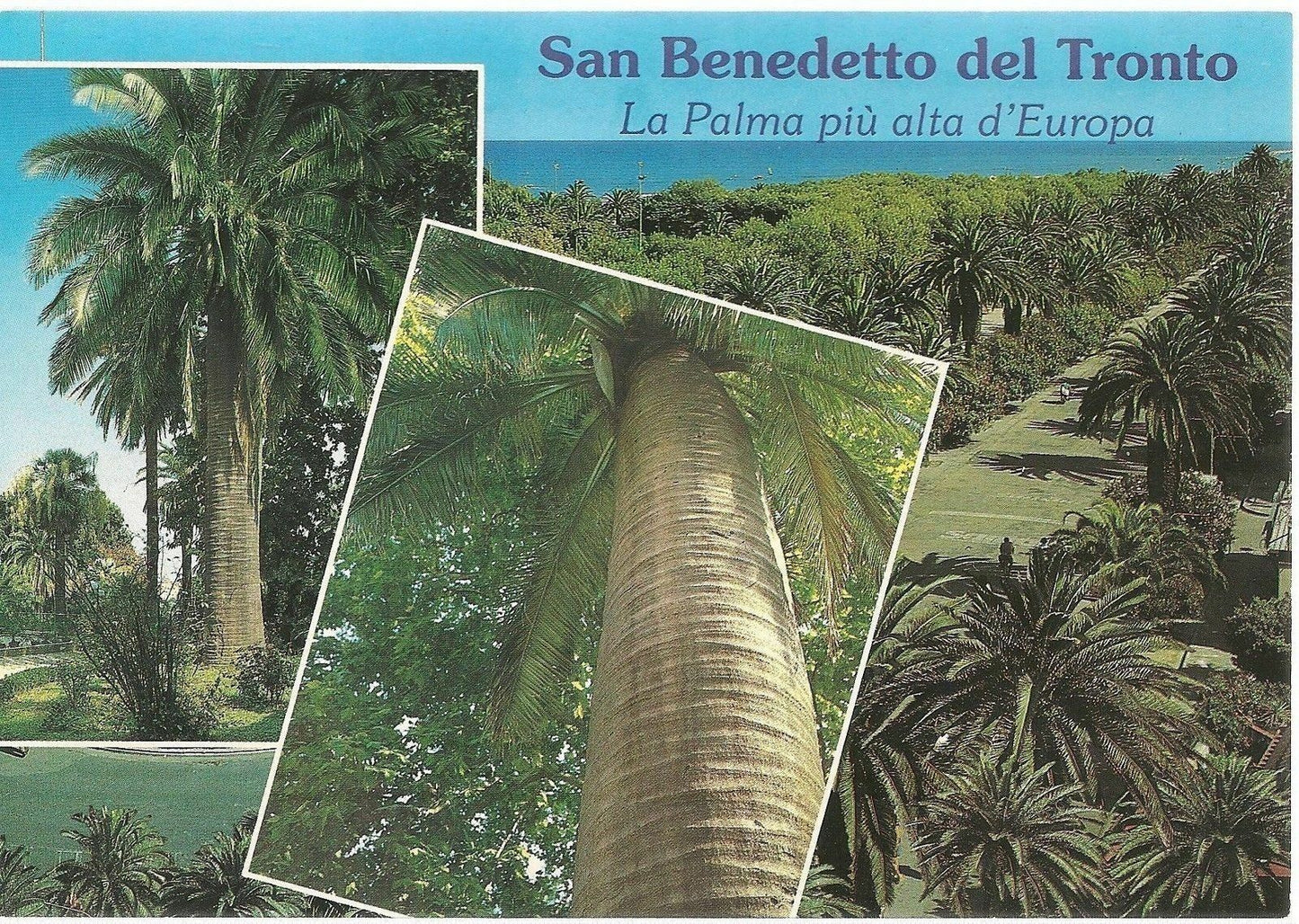 SAN BENEDETTO DEL TRONTO - LA PALMA PIU' ALTA D'EU
