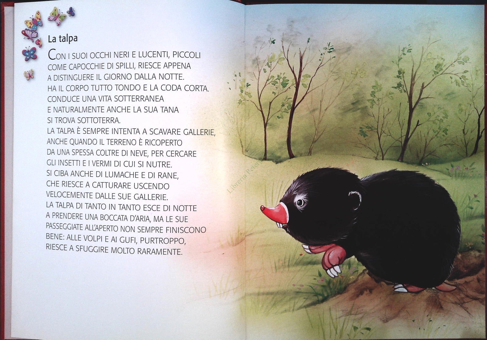 CUCCIOLI DEL BOSCO