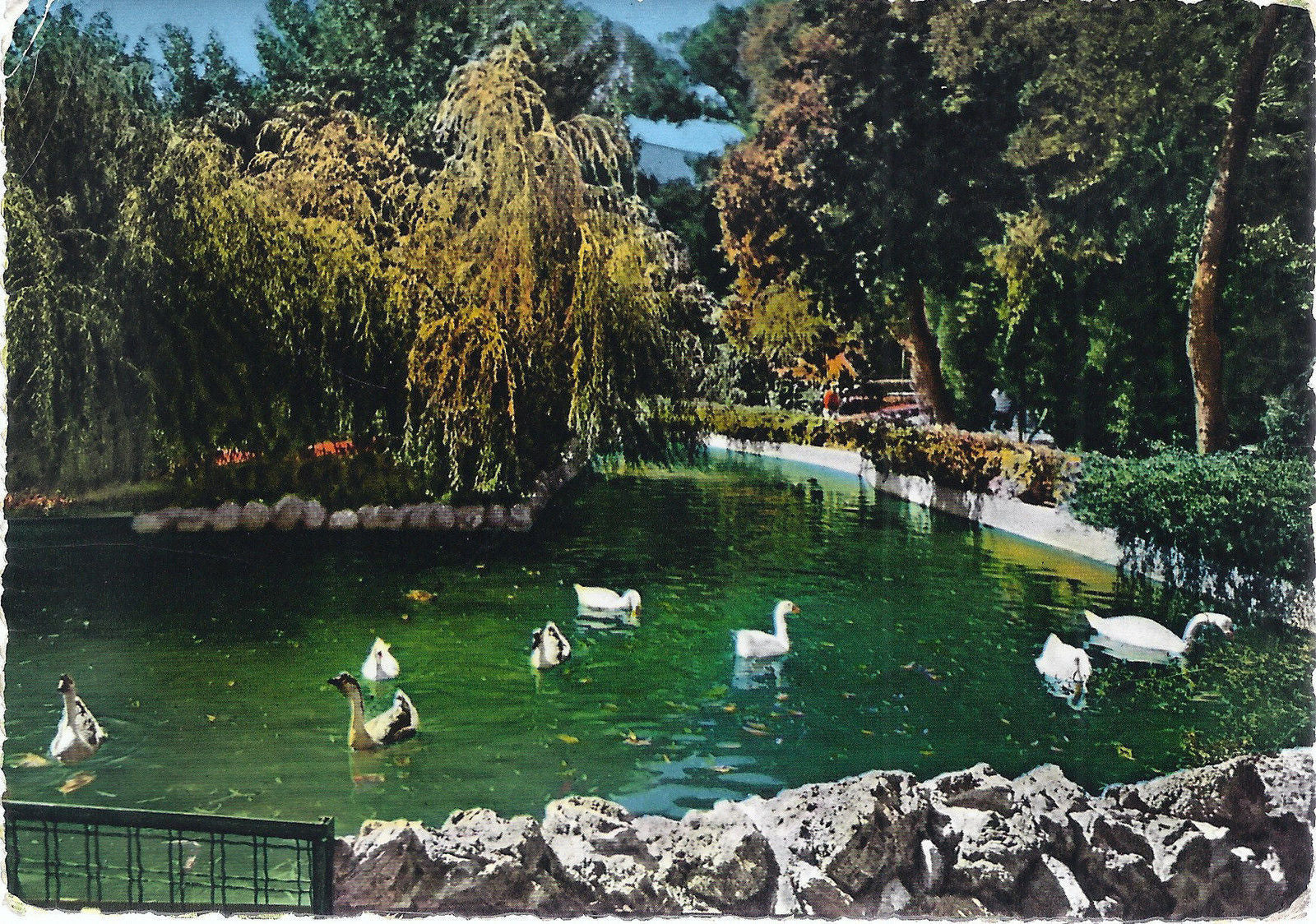 PALERMO - VILLA D'ORLEANS - I CIGNI - VSD - FG