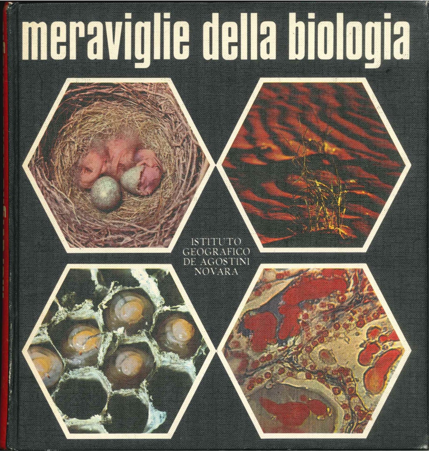 MERAVIGLIE DELLA BIOLOGIA