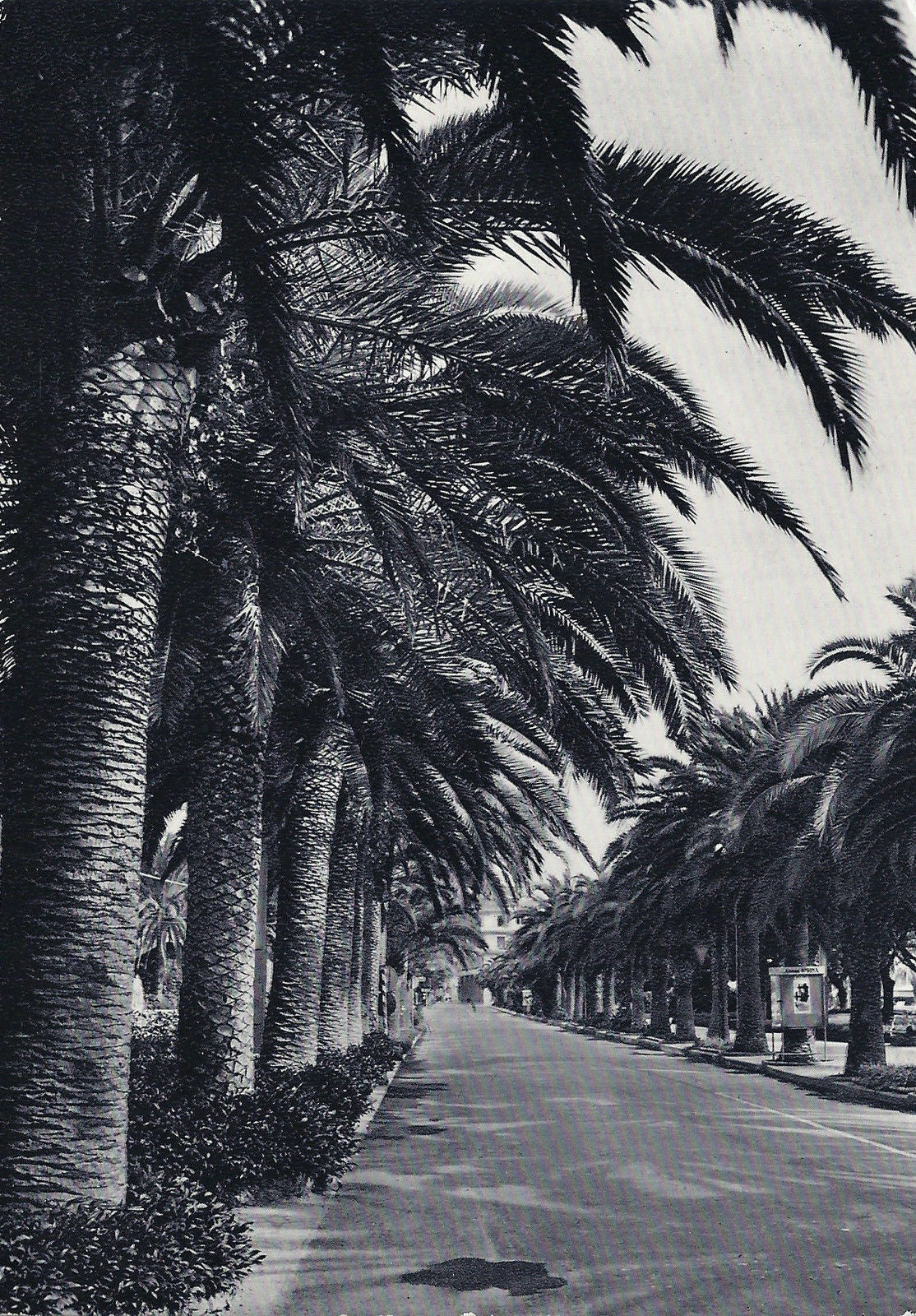 FINALE LIGURE - LA PASSEGGIATA DELLE PALME - NV