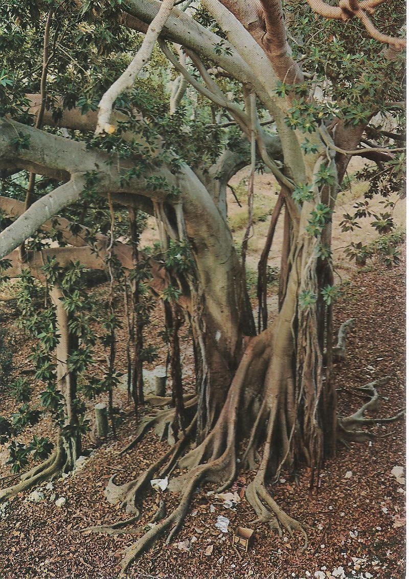 SIRACUSA - L'ALBERO SECOLARE - NV
